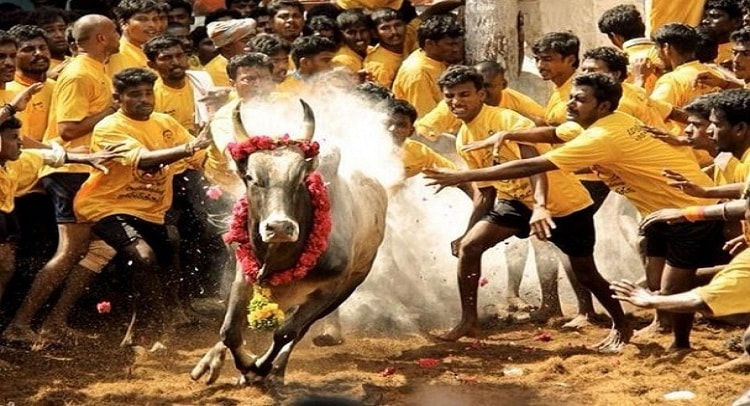 SC refuses to stay TN’s new jallikattu law