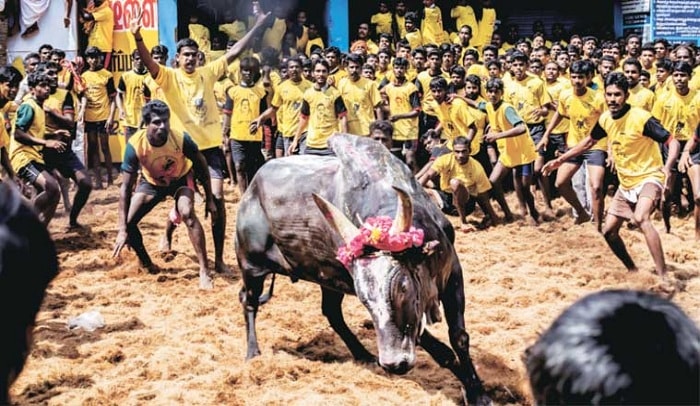 Supreme Court Declines To Intervene In Jallikattu Protest