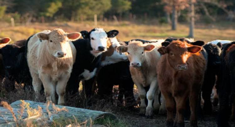 Cattle Breaking News-Supreme Court, Stay On Cattle Rules Applicable To Entire Country