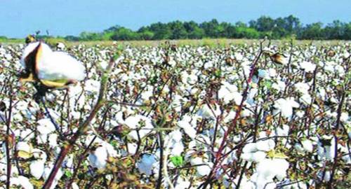 SC refuses to stay Delhi High Court order against Monsanto in patent case