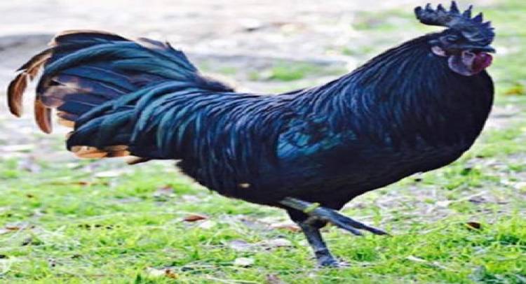KADAKNATH : BONE OF CONTENTION