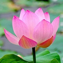 Namrata Trivedi Law Chamber .